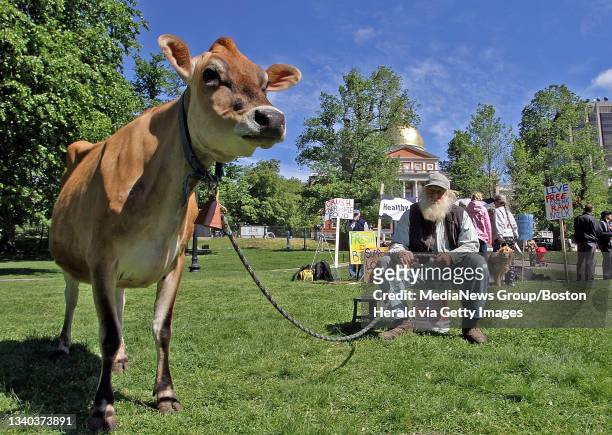 Sitting on the lawn of the Boston Common, Edgar Pless from EastLeigh Farm in Framingham holds onto Suzanne, a Jersey cow in support of Raw Milk....