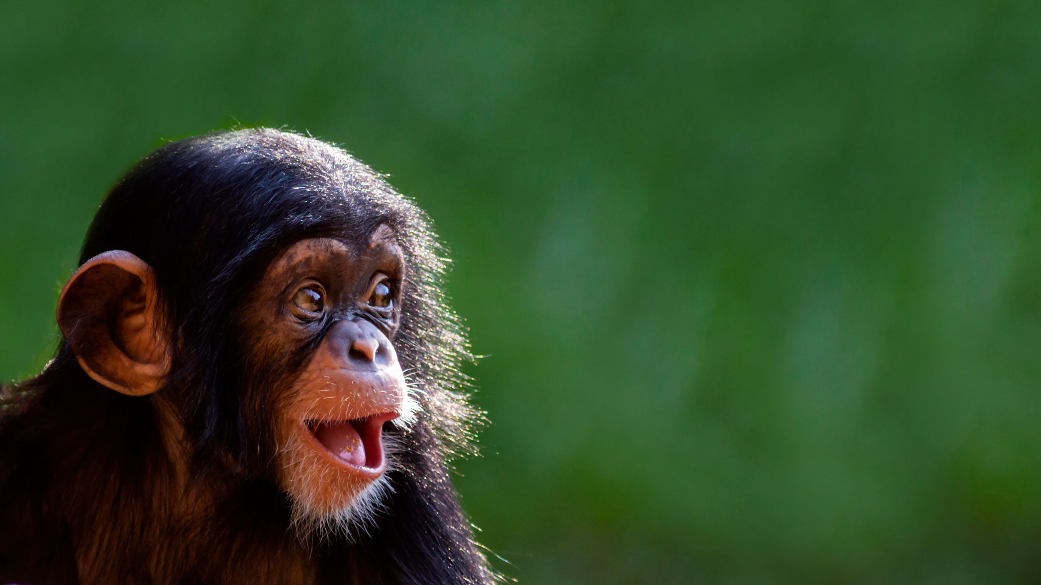 happy wildlife