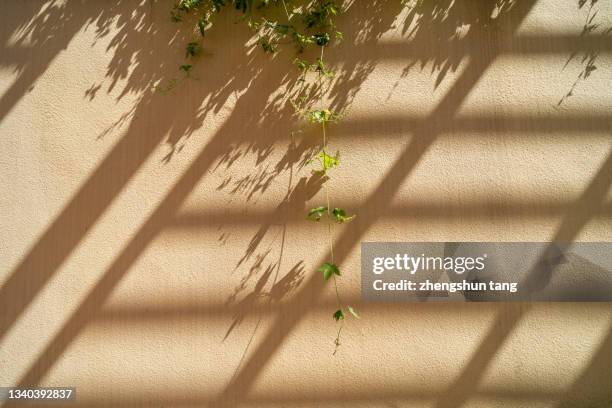 green plants climb on the wall. - shadow wall stock-fotos und bilder