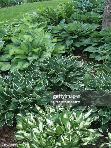 many hosta plants in a garden by a lawn - hosta stock pictures, royalty-free photos & images