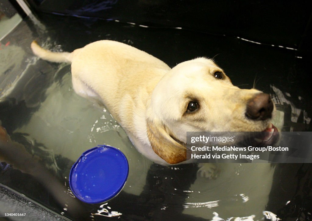 Loli, a one-year-old yellow lab with hip displasia, gets water... News Photo - Getty Images Loli, a one-year-old yellow lab with hip displasia, gets water... News Photo - Getty Images
