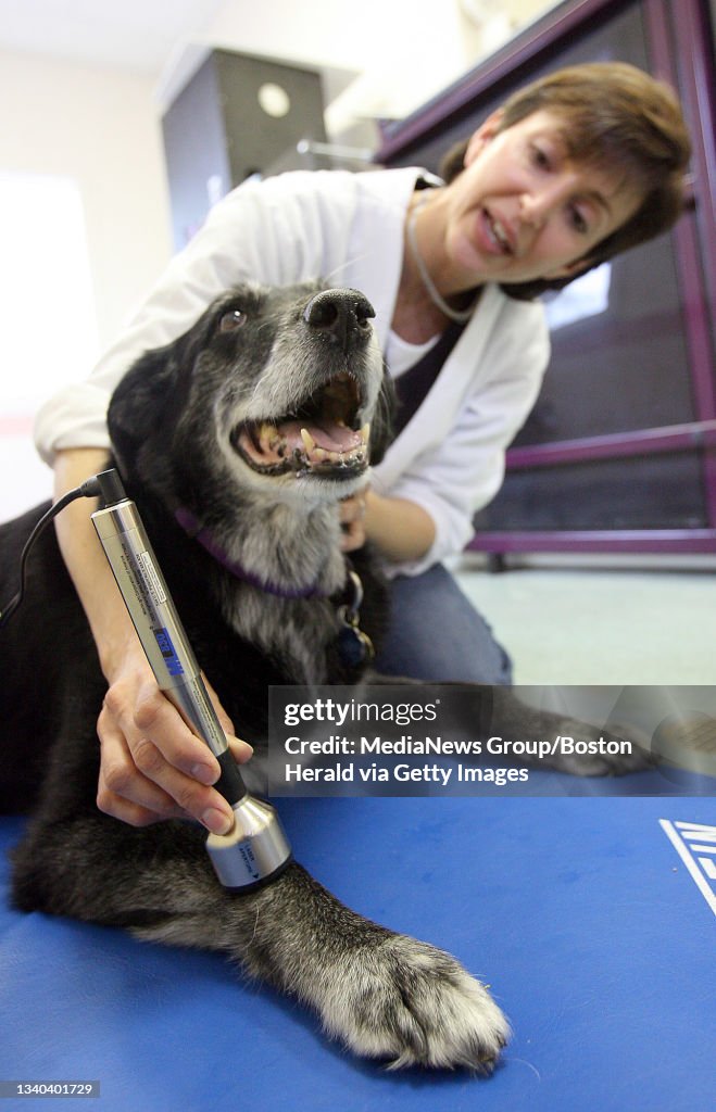 Jane, a 14-year-old lab mix, gets laser therapy from Veterinarian... News Photo - Getty Images Jane, a 14-year-old lab mix, gets laser therapy from Veterinarian... News Photo - Getty Images