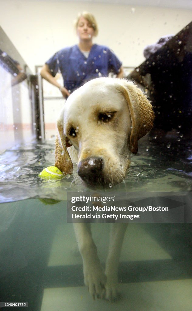 Loli, a one-year-old yellow lab with hip displasia, gets water... News Photo - Getty Images Loli, a one-year-old yellow lab with hip displasia, gets water... News Photo - Getty Images