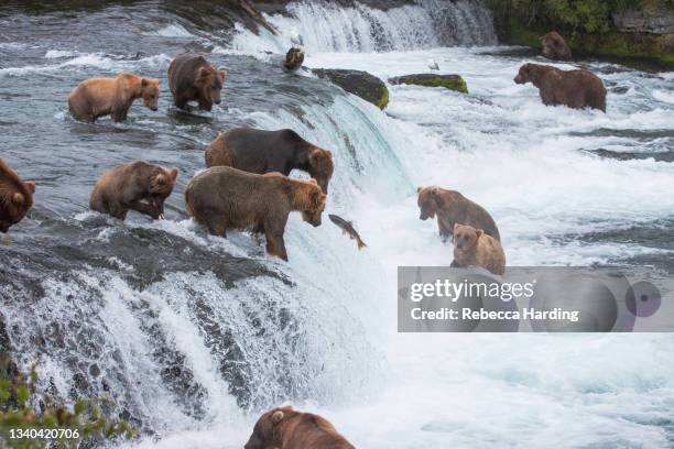bears at brooks falls, katmai national park and preserve, alaska - parco nazionale di katmai foto e immagini stock
