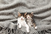 Two little kittens sleep with their eyes closed and covered with fluffy blanket