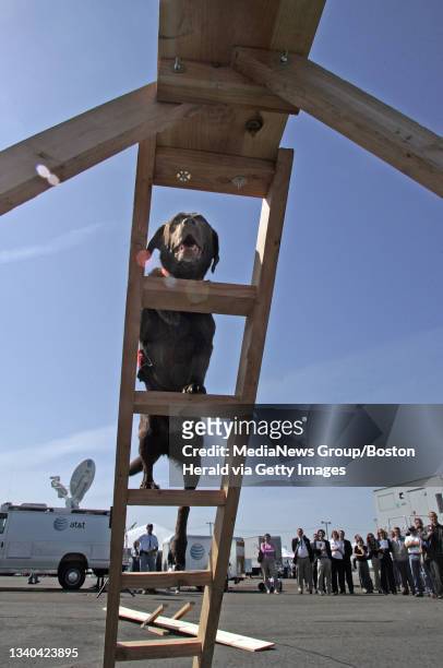 Professional handlers witht he National Disaster Search Dog Foundation give a demonstration of their dog's agilities at AT&T's Network Disaster...