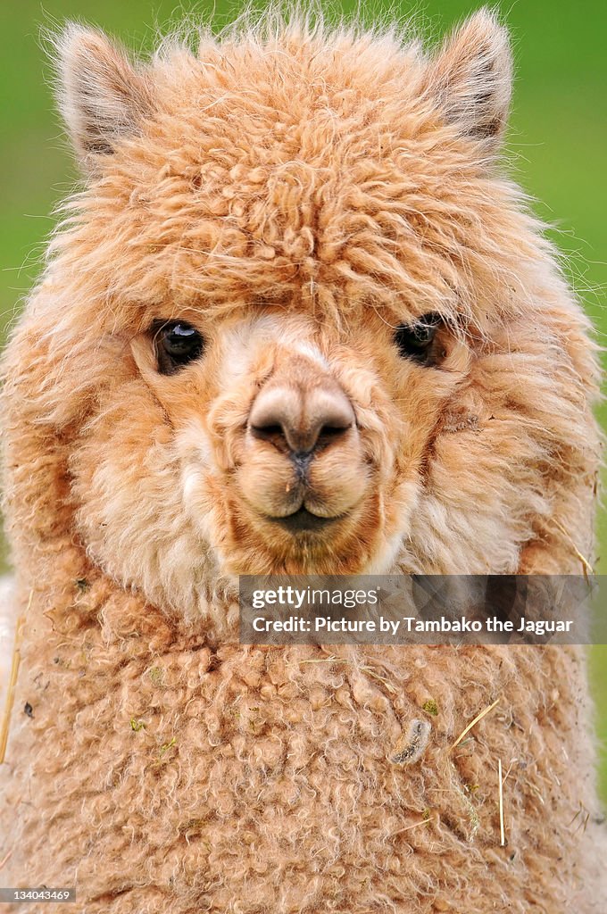 Cutest young alpaca