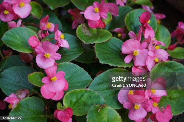 begonia flowers - begonia stock pictures, royalty-free photos & images