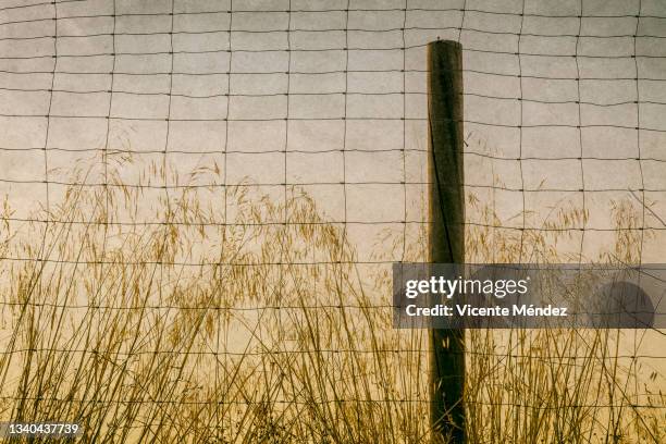 behind the fence - maschendrahtzaun stock-fotos und bilder