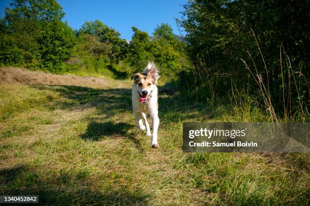 a dog runs in a mountain meadow - prairie dog 個照片及圖片檔