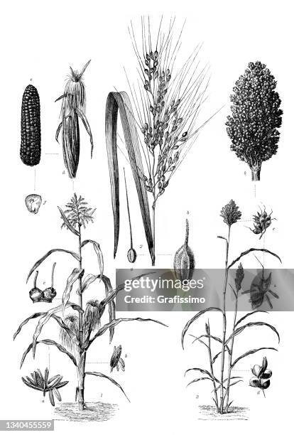 corn rice and millet plant drawing 1898 - millet stock illustrations