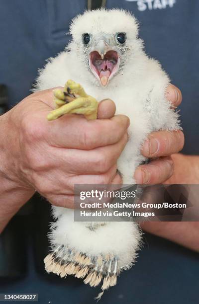 Baby Peregrine Falcon reacts as it is held to receive an ID band in the lobby at 177 Huntington Avenue where they have a nest on Wednesday, May 24,...