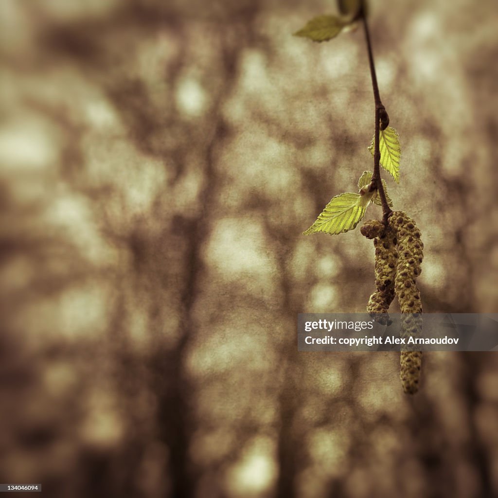 First spring leaves of birch trees