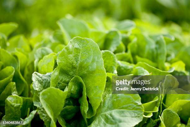 lettuces - huvudsallat bildbanksfoton och bilder