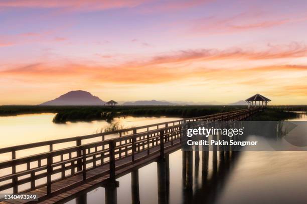 wooden bridge in lotus lake on sunset time at khao sam roi yot national park, prachuap khiri khan, thailand - hua hin thailand stock-fotos und bilder