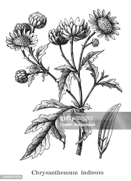old engraved illustration of botany, chrysanthemums or mums (chrysanthemum indicum) - chrysanthemum illustration stock pictures, royalty-free photos & images