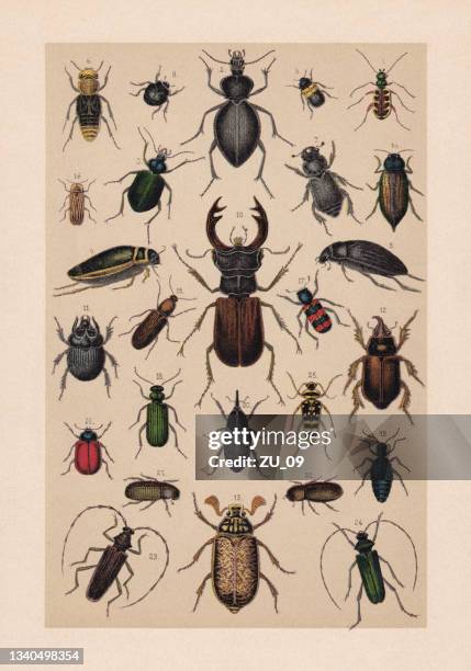beetles (coleoptera), chromolithograph, published in 1889 - water beetle stock illustrations