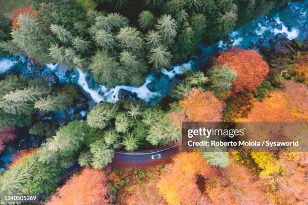 car crossing the colorful woods in autumn, italy - larch tree fotografías e imágenes de stock
