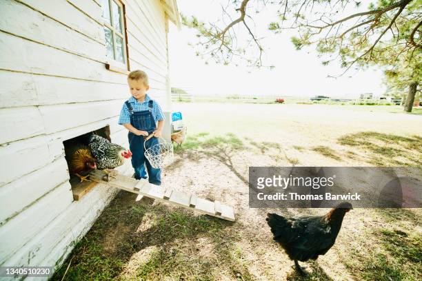 Wide shot of young boy watching chickens exit chicken coop on farm on summer morning