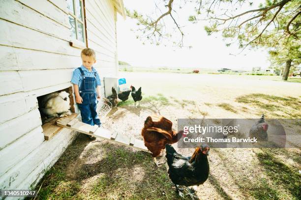 Wide shot of young boy watching rooster exit chicken coop on farm on summer morning