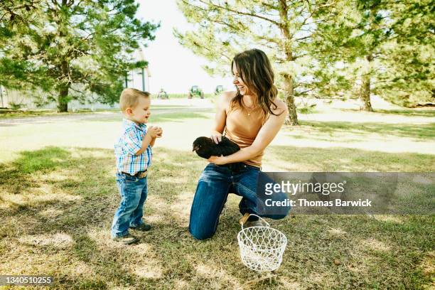 wide shot of mother showing young son chicken on farm on summer morning - kansas landscape stock pictures, royalty-free photos & images