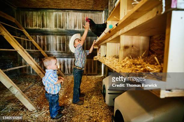 Wide shot of young brothers gathering eggs in chicken coop on farm