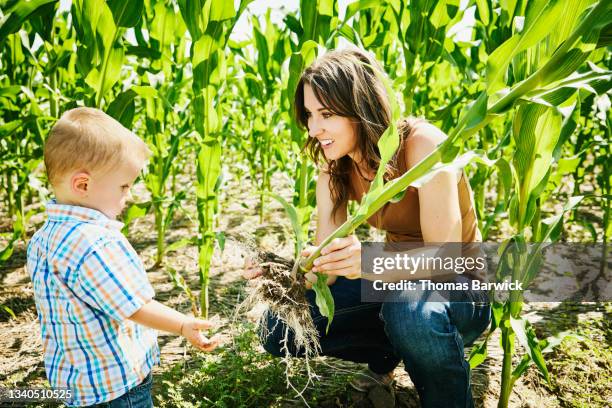 medium wide shot of mother showing young son corn in field on farm on summer morning - kansas nature stock pictures, royalty-free photos & images