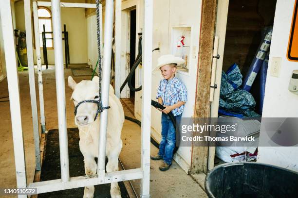 Wide shot of young boy using compressed air to clean calf in stall in barn