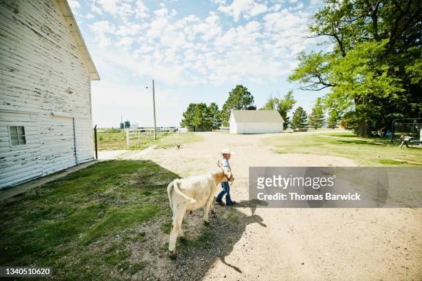 Wide shot of young boy walking bottle calf across farm on summer morning