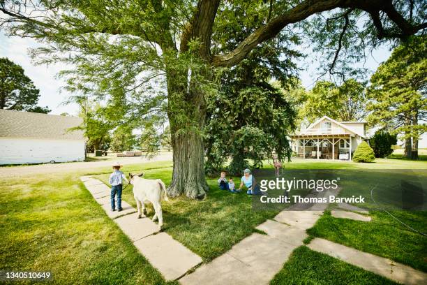 Wide shot of young boy walking bottle calf past grandmother and brothers sitting in grass by farm house