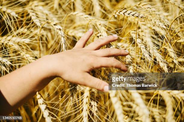 Close up shot of young boys hand touching mature wheat in field on summer morning