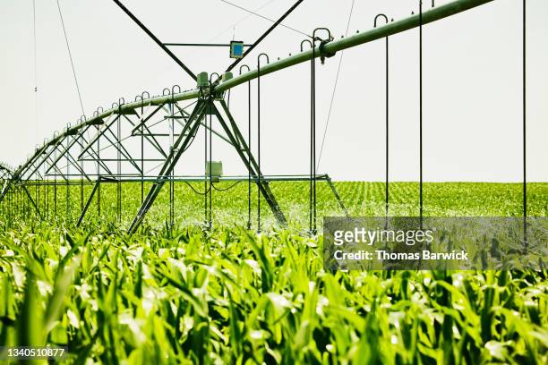 Medium wide shot of irrigation system watering field of corn on farm on summer morning