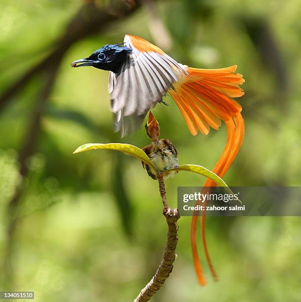 bird of paradise - eutrichomyias rowleyi stock pictures, royalty-free photos & images