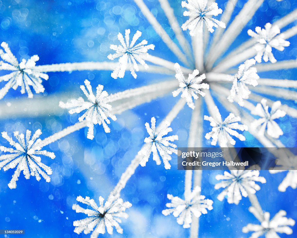 Natural Christmas sparkler frost blue winter