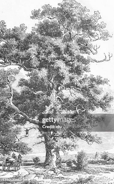 Oak Tree Pattern Photos and Premium High Res Pictures - Getty Images