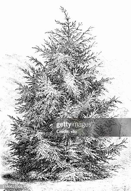 douglas fir - douglas fir drawing stock illustrations