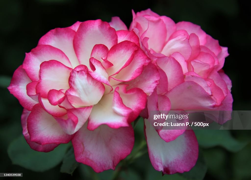 Close-up of pink rose,Portland,Oregon,United States,USA
