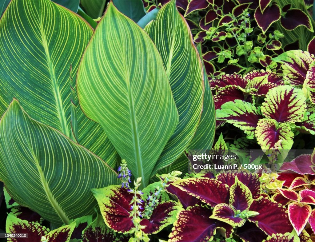 Close-up of green leaves on plant,Boston,Massachusetts,United States,USA