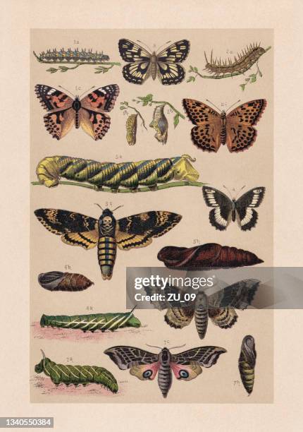 ilustraciones, imágenes clip art, dibujos animados e iconos de stock de mariposas (lepidoptera), cromolitografía, publicada en 1889 - zoology