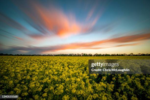 sunset over fields of rapeseed - canola ストックフォトと画像