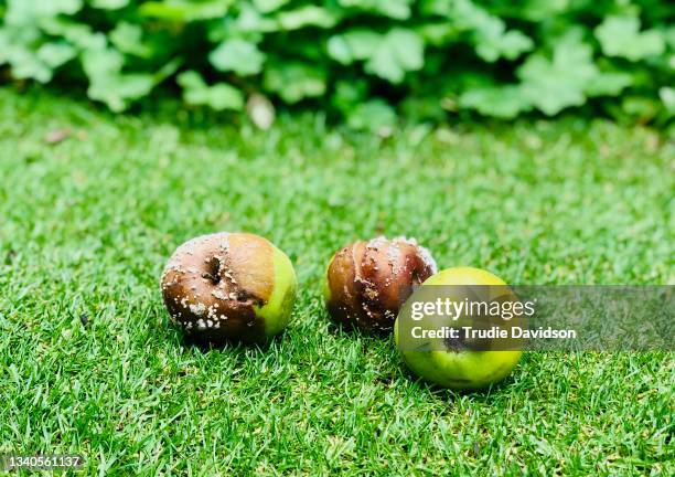 3 Rotten Apples Rotten Apple Photos and Premium High Res Pictures - Getty Images