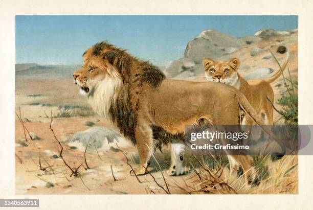 couple of lions hunting in the african desert 1896 - big cat stock illustrations