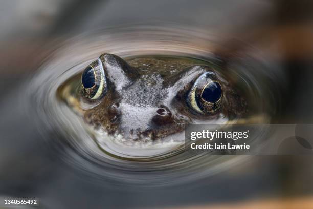 frog - grenouille rousse photos et images de collection