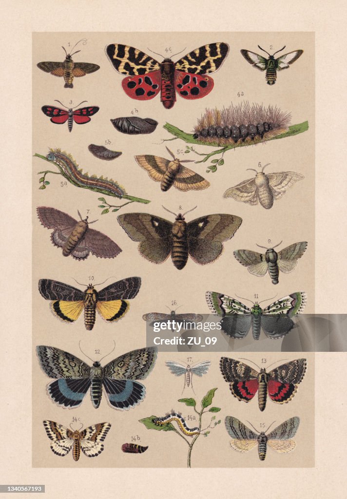 Butterflies (Lepidoptera), chromolithograph, published in 1889