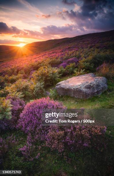 scenic view of flowering plants on field against sky during sunset,strines reservoir,sheffield,united kingdom,uk - sheffield united fotografías e imágenes de stock