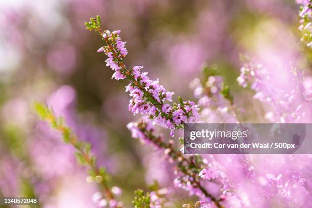 close-up of pink cherry blossoms in spring,heerde,netherlands - cor de rosa fotografías e imágenes de stock