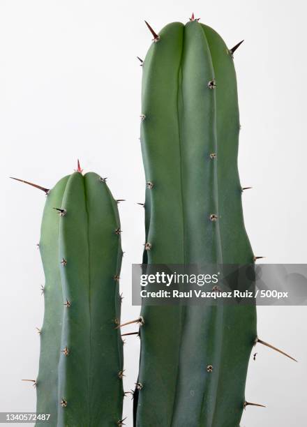 close-up of prickly pear cactus against white background - scherp stockfoto's en -beelden