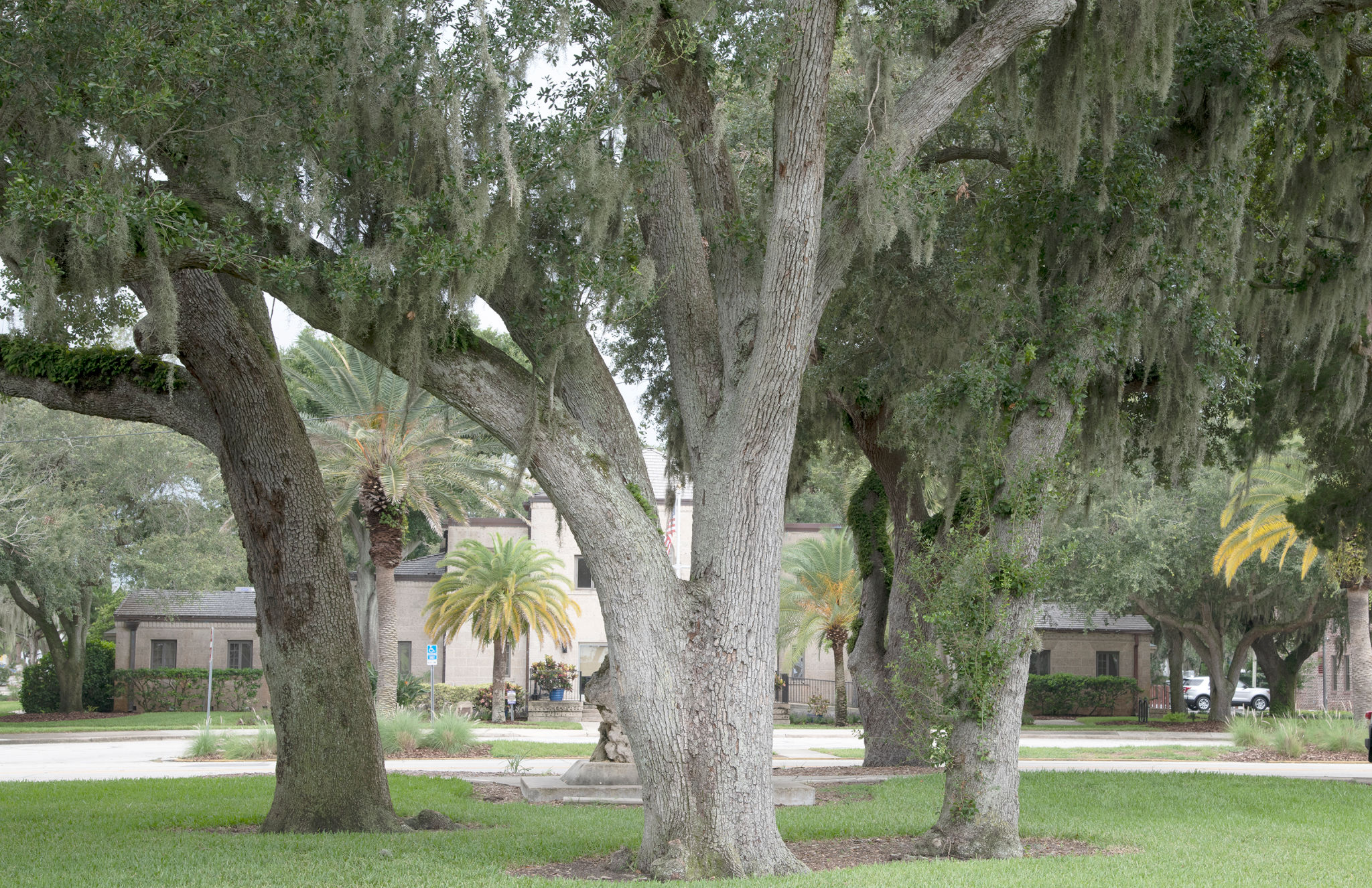 parrish trees