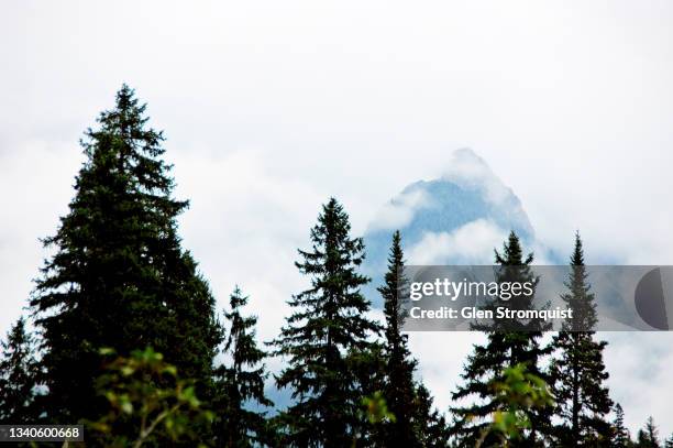 rocky mountain forests - abies balsamea stock pictures, royalty-free photos & images