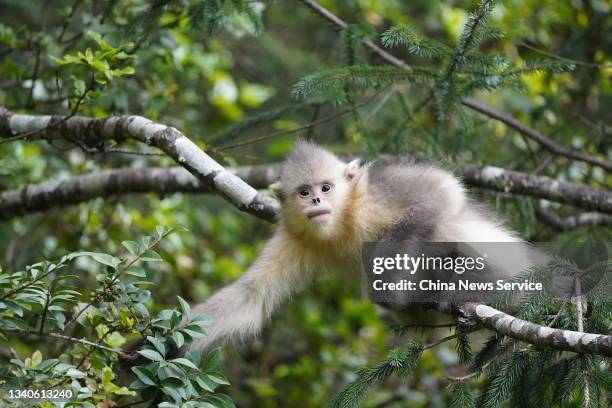 Black snub-nosed monkey is seen at Baima Snow Mountain Nature Reserve on September 15, 2021 in Diqing Tibetan Autonomous Prefecture, Yunnan Province...